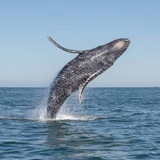 Telegram profile photo for Whale Usdt | نهنگ تتر