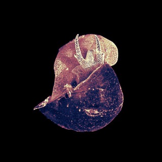 Telegram profile photo for Фотографический Dead