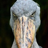Telegram profile photo for фенд