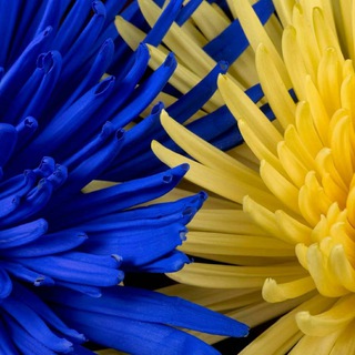 Telegram profile photo for 💐🌼كوني سلفية عالجادة إياك والتلون الثبات الثبات🌼💐