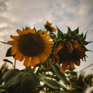 Telegram profile photo for گــوشـهء_مَــنِ _خــَزون ✧ ˚🍂꩜.