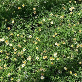 Telegram profile photo for 🌱 ₊˚ galería nuestro parque verde kitty' ✿ . 🥢 )