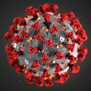 Telegram profile photo for Coronavirus News