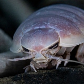 Telegram profile photo for ISOPOD FAN CLUB