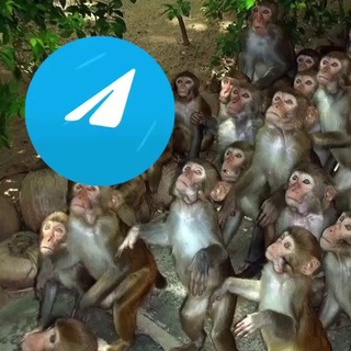 Telegram group profile photo for Админская стая