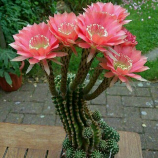 Telegram profile photo for 🌷🌵ҠΛҠƬƱS🌵🌷