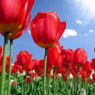 Telegram profile photo for نوری در تاریکی