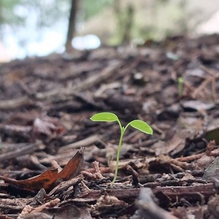 Telegram profile photo for گالری جوانه🌱