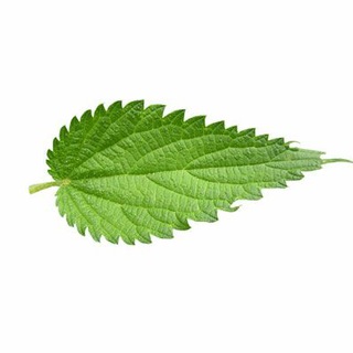 Telegram profile photo for گیاهان دارویی و طب سنتی ایران