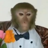 Telegram profile photo for Monke Expansion