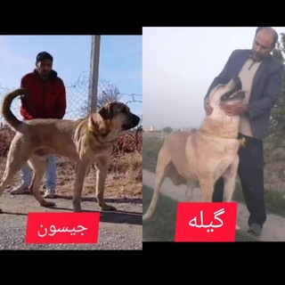 Telegram profile photo for کانال پژدر بازان و سرابی بازان ملکان به مدیریت بهروز ملکان