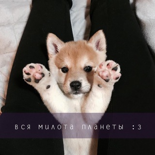 Telegram profile photo for Обнять и няшкать