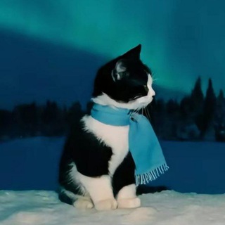 Telegram profile photo for 🐳 киты молчат