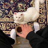 Telegram profile photo for تمويلاتي