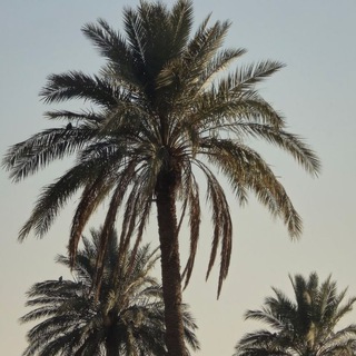 Telegram profile photo for لِعَينيكِ...