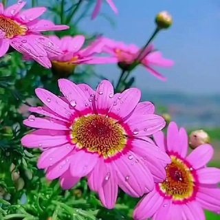 Telegram profile photo for Гулизиёхон ижоди🌿🌹🌿
