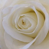 Telegram profile photo for Leap of Consciousness with Annie Kolatkar