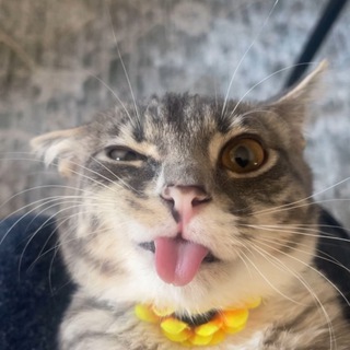 Telegram profile photo for Rigby The Cat Portal