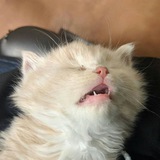 Telegram profile photo for Коткові пащеки