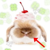 Telegram profile photo for >> BUNBUN LAND 🍰| daily bunnies ! ~