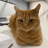 Telegram profile photo for Куар 😼