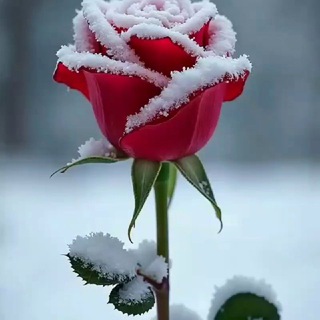 Telegram profile photo for 🌹رز یخ زده🌹