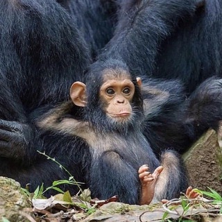 Telegram profile photo for Jakob's Gems