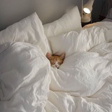 Telegram profile photo for still a stray cat