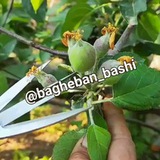 Telegram profile photo for کانال باغبان باشی