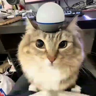 Telegram profile photo for .undisputed