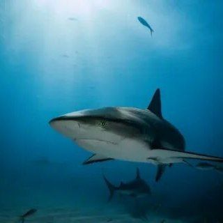 Telegram profile photo for Не селёдка, а акула