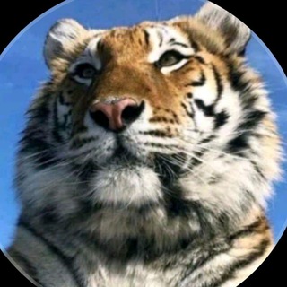 Telegram profile photo for ALIGARX__π½