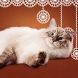 Telegram profile photo for Вологодские кружева