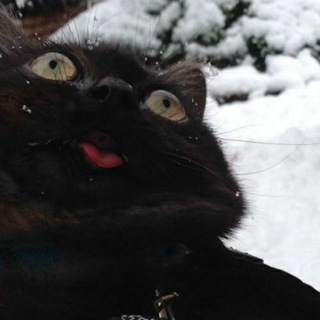 Telegram profile photo for Внезапный мяу