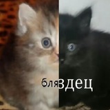 Telegram profile photo for Кирпичное царство | Обитель насосов и пылесосов | Щитпостилка Создателя