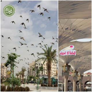 Telegram profile photo for #بأبي_أنت_وأمي. 🌴