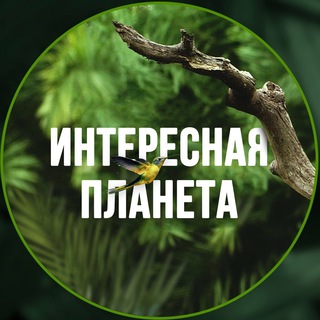Telegram profile photo for Интересная планета