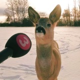 Telegram profile photo for Ива плакучая