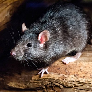 Telegram profile photo for RatBets Volleyball Tipster