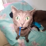 Telegram profile photo for Щп Усопи