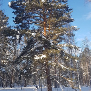 Telegram profile photo for Тенсегрити108