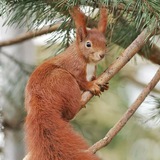 Telegram profile photo for 🐿squirrel batol