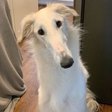 Telegram profile photo for so here's your answer..