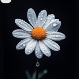 Telegram profile photo for 🌼گوڵە بەیبون 🌼