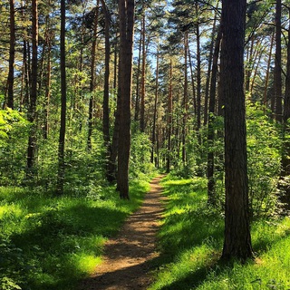 Telegram profile photo for 🌳 В О З Д У Х 🌳 Протвино