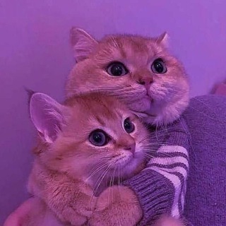 Telegram profile photo for Взаимные подписки 🌸 реакции