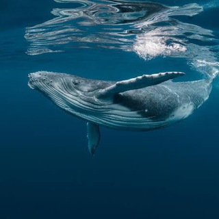 Telegram profile photo for Degen Whales