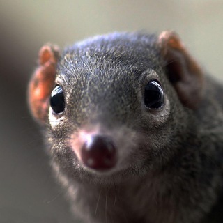 Telegram profile photo for Словарь оскорблений