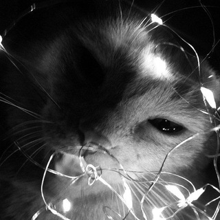 Telegram profile photo for not bio