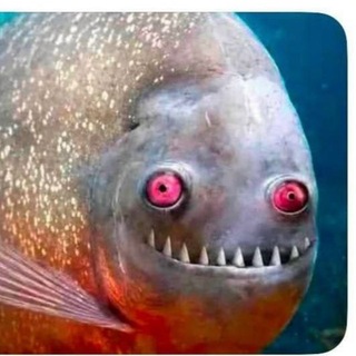 Telegram profile photo for БаЛаКлАвКа ПоМиДоРиХа